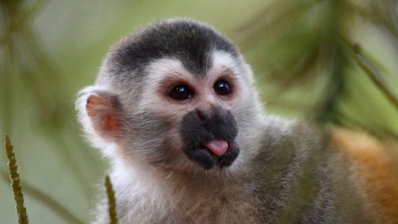 Is The Titi Monkey Endangered? Global Conservation Insights