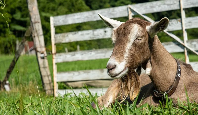 Is The Toggenburg Goat Right For Your Farm Or As A Pet?