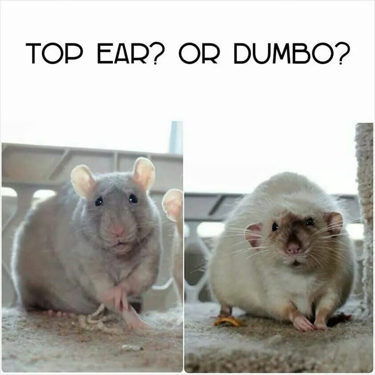 Is The Top-Eared Rat Right For You? Pros And Cons Explained