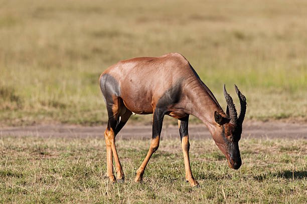 Is The Topi Endangered? Global Conservation Insights