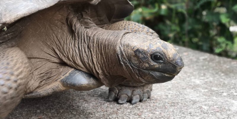 Is The Tortoise Endangered? Conservation Efforts Explained