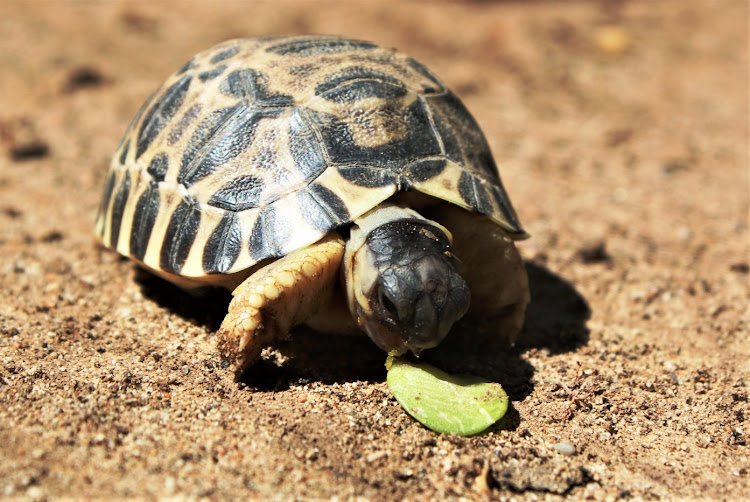 Is The Tortoise Endangered? Global Conservation Insights