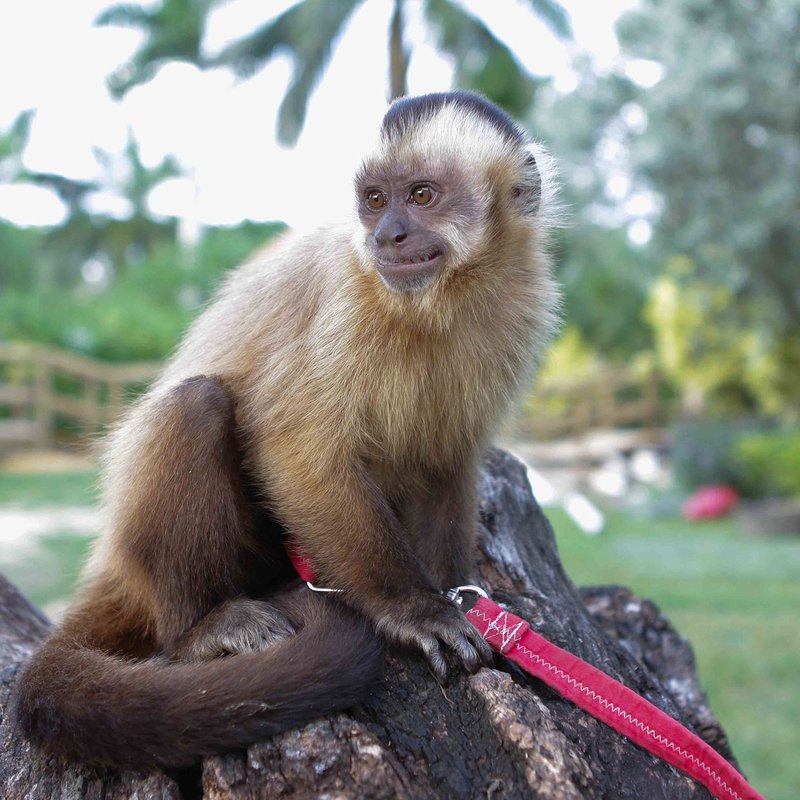 Is The Tufted Capuchin Endangered? Global Conservation Insights