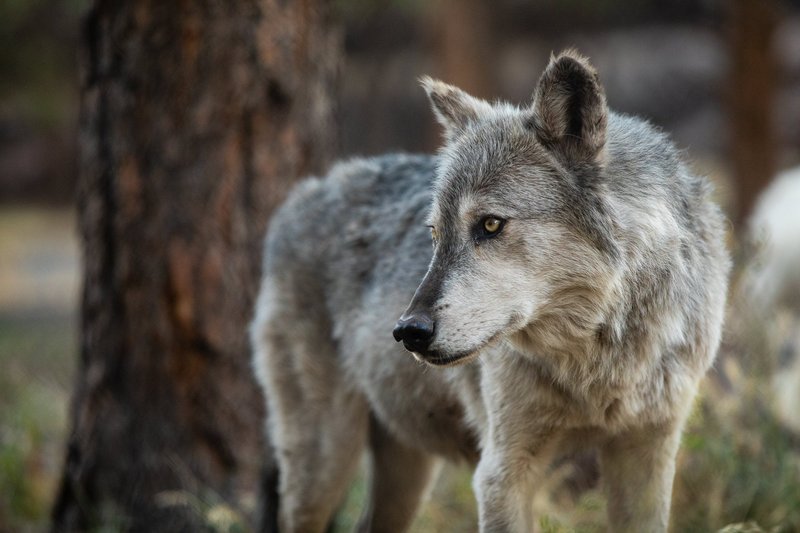 Is The Tundra Wolf Endangered? Global Conservation Insights