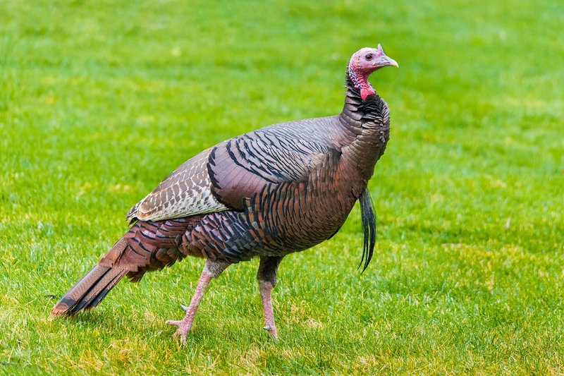 Is The Turkey Threatened Or Endangered?