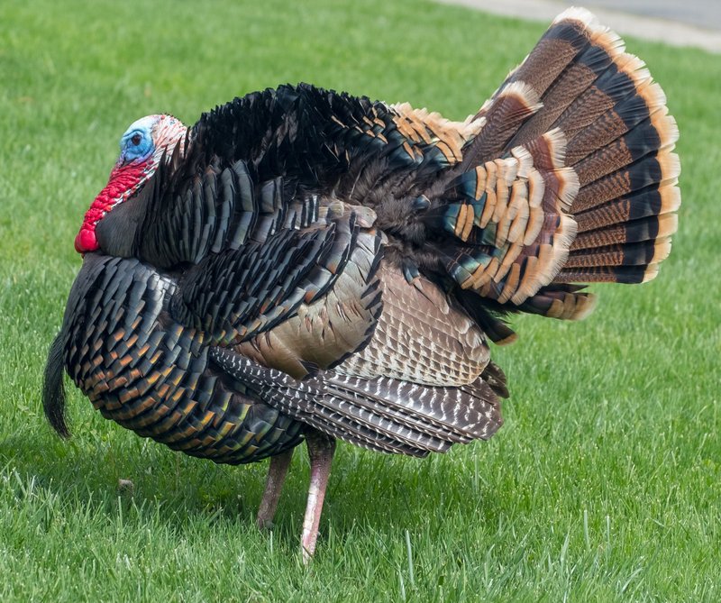 Is The Turkey Vulture Endangered? Global Conservation Insights