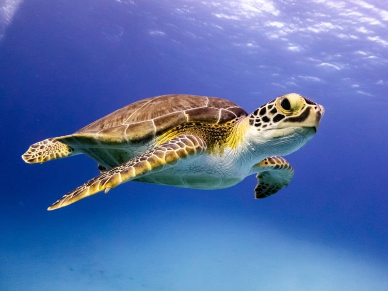 Is The Turtle Endangered? Conservation Efforts Explained