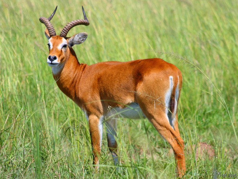 Is The Ugandan Kob Endangered? Global Conservation Insights