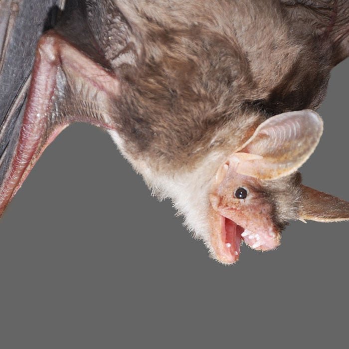 Is The Vampire Bat Endangered? Global Conservation Insights