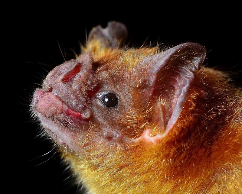 Is The Vampire Bat Endangered? Global Conservation Insights