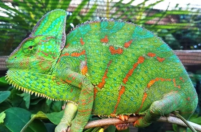 Is The Veiled Chameleon A Good Pet For Beginners?