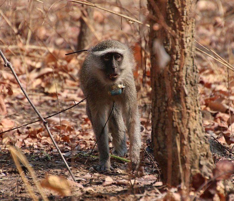 Is The Vervet Monkey Endangered? Global Conservation Insights