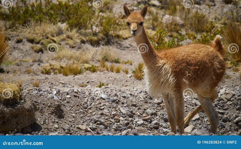 Is The Vicuna Endangered? Global Conservation Insights
