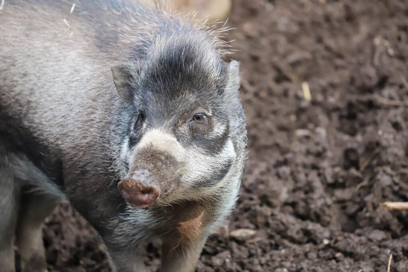 Is The Visayan Warty Pig Endangered? Global Conservation Insights