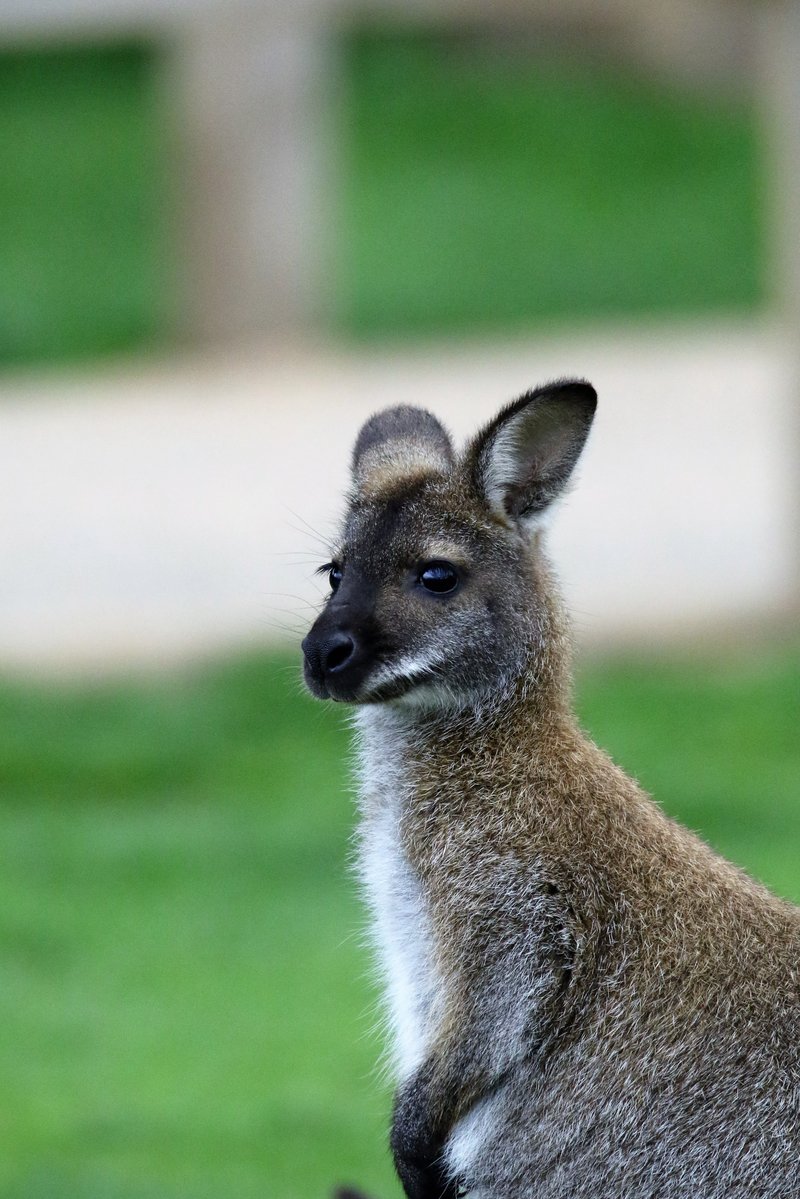 Is The Wallaby Endangered? Global Conservation Insights