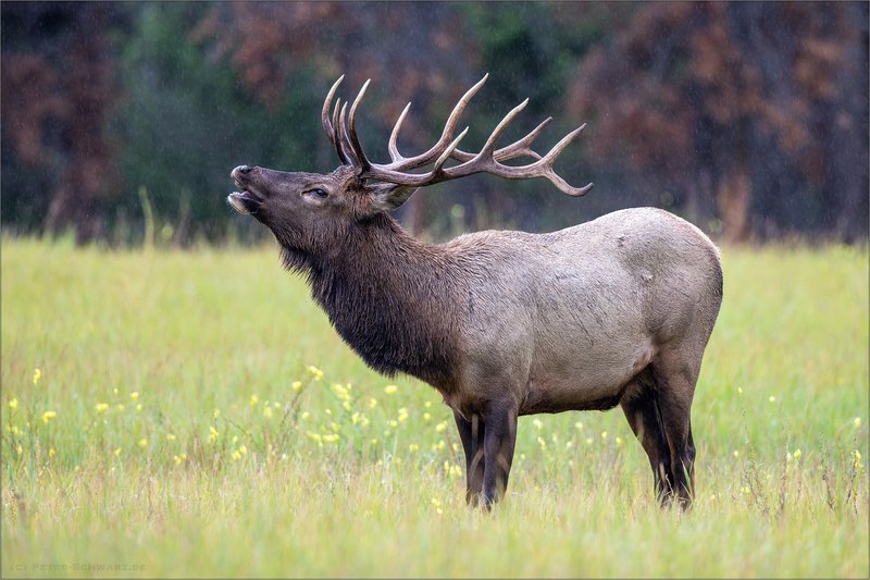 Is The Wapiti Endangered? Global Conservation Insights