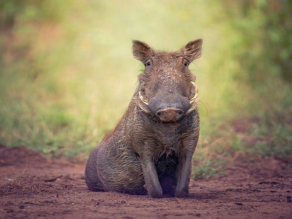 Is The Warthog Endangered? Global Conservation Insights