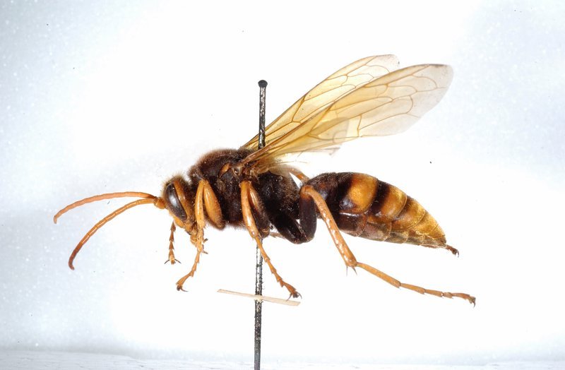 Is The Wasp Dangerous To Humans?