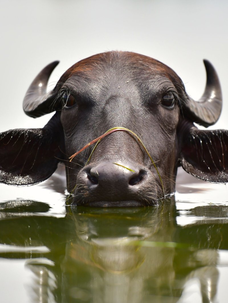 Is The Water Buffalo Endangered? Global Conservation Insights