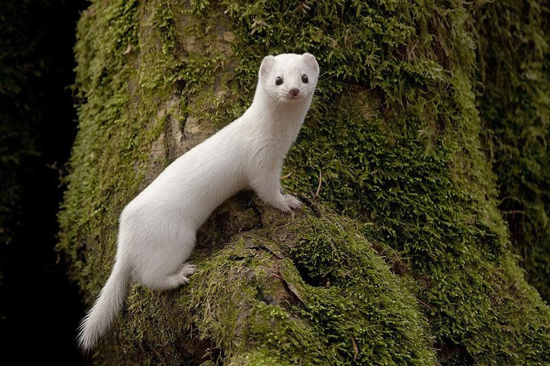 Is The Weasel Endangered? Global Conservation Insights