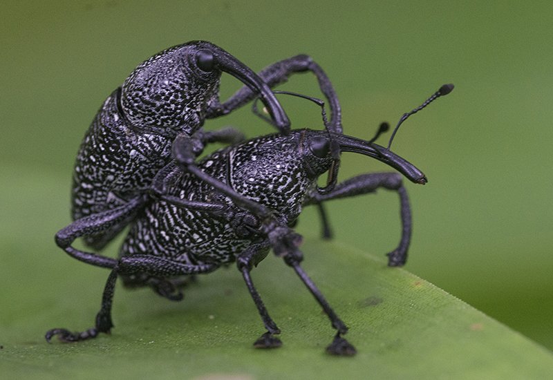 Is The Weevil Dangerous To Humans?