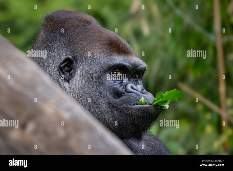 Is The Western Gorilla Endangered? Global Conservation Insights