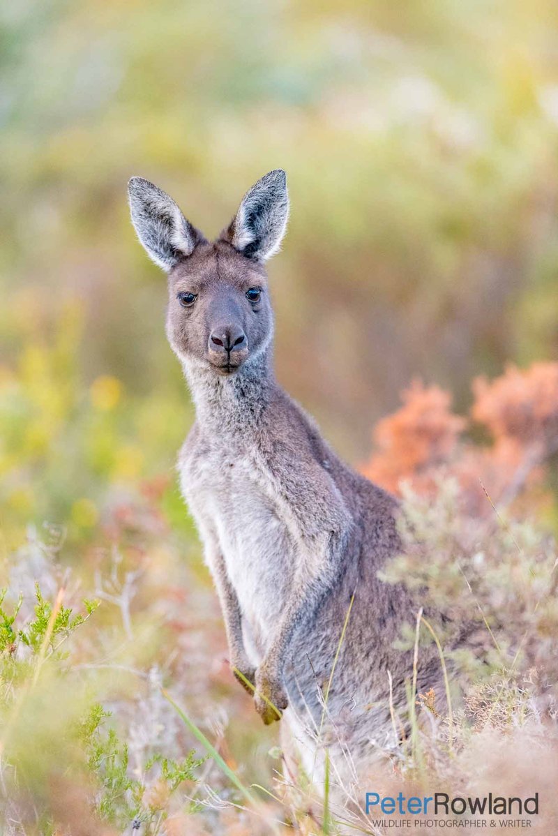Is The Western Grey Kangaroo Endangered? Global Conservation Insights