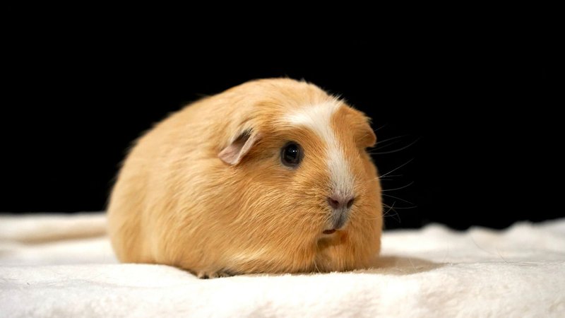 Is The White Crested Guinea Pig Right For You? Pros And Cons