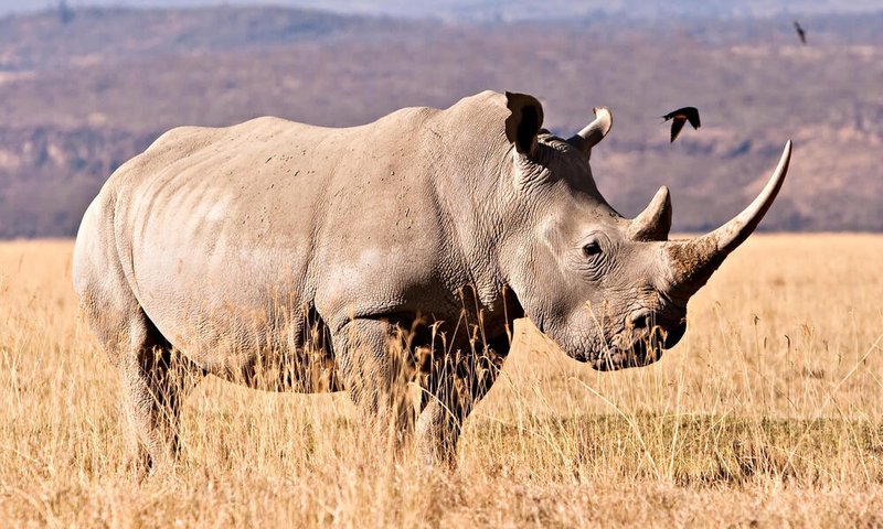 Is The White Rhinoceros Endangered? Global Conservation Insights