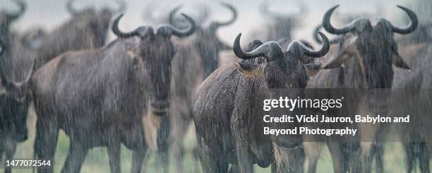 Is The Wildebeest Endangered? Global Conservation Insights
