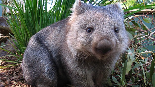 Is The Wombat Endangered? Global Conservation Insights