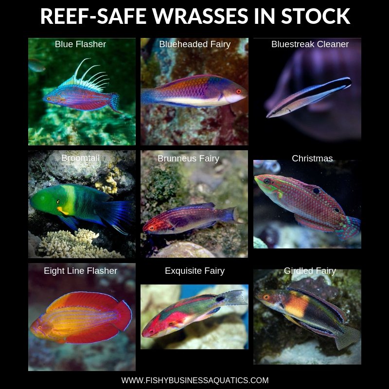 Is The Wrasse Reef Safe? Compatibility With Coral