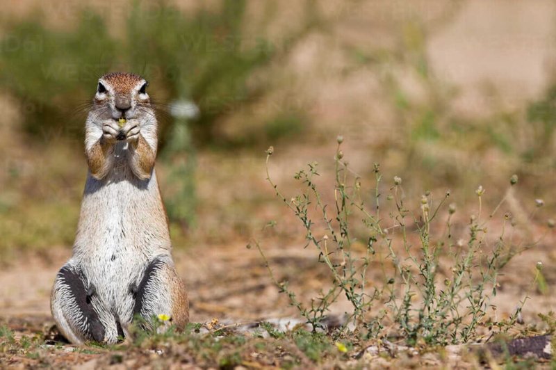 Is The Xerus Endangered? Global Conservation Insights