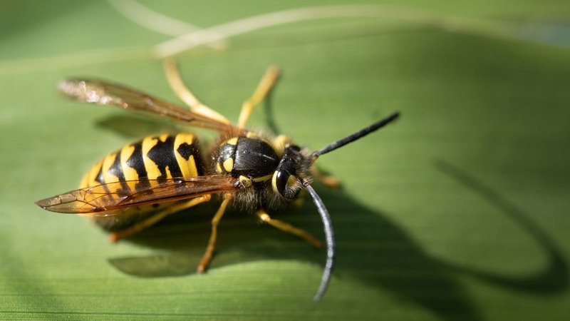 Is The Yellowjacket Dangerous To Humans?