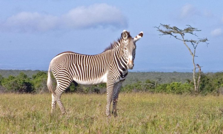 Is The Zebra Endangered? Global Conservation Insights