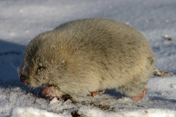 Is The Zokor Endangered? Global Conservation Insights