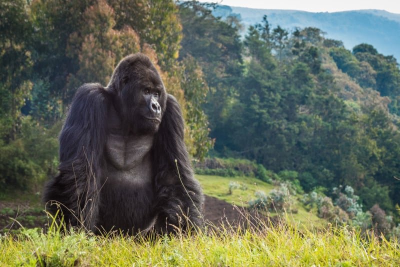 Is The Zorilla Endangered? Global Conservation Insights
