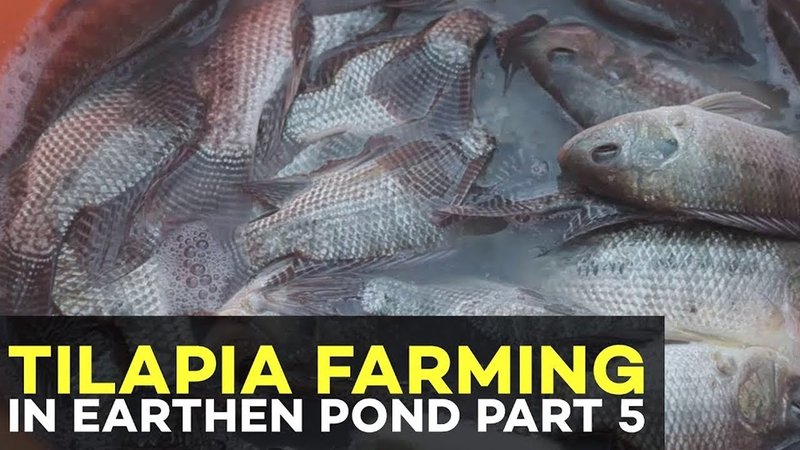 Is Tilapia Farming Profitable? Cost And Roi Breakdown