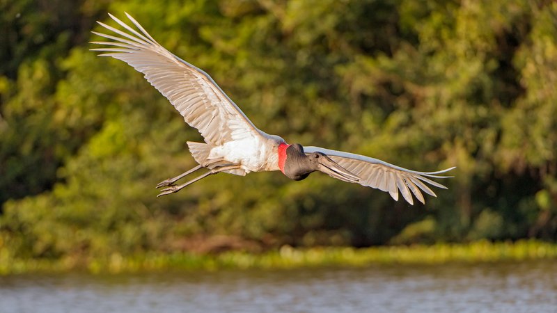 Jabiru