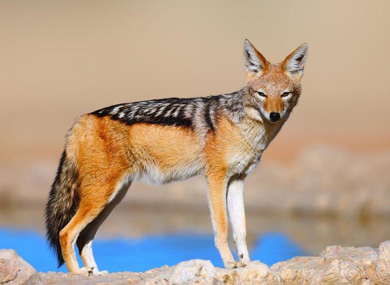 Jackal