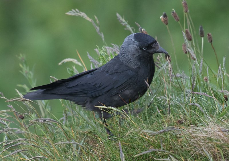 Jackdaw