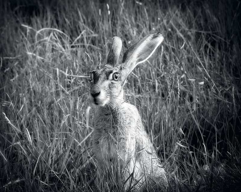 Jackrabbit