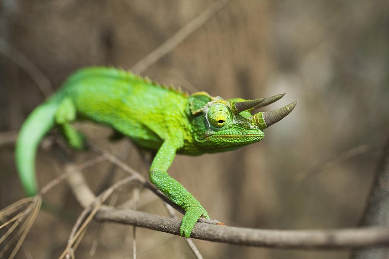 Jackson'S Chameleon