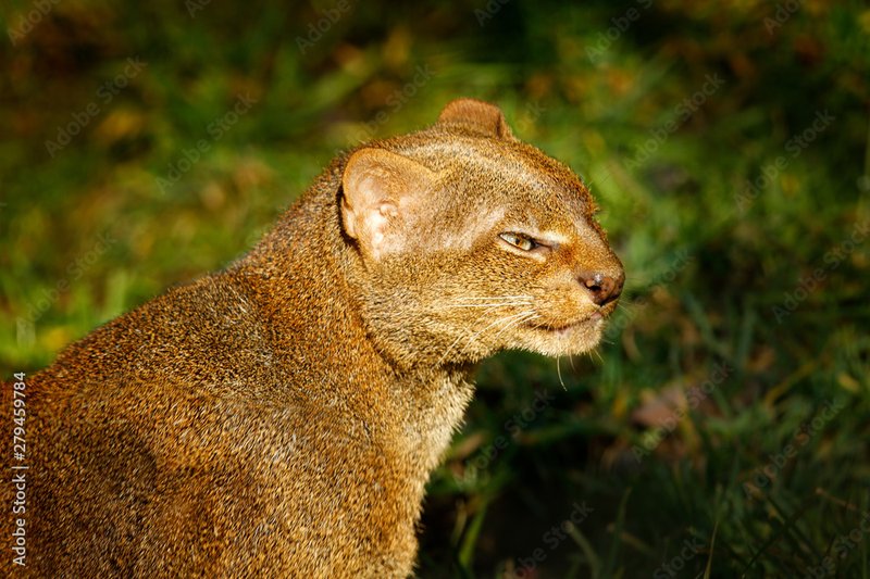Jaguarundi