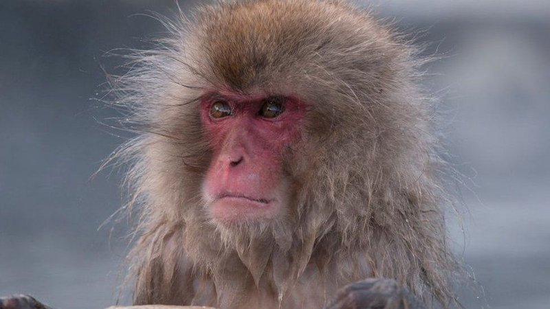 Japanese Macaque