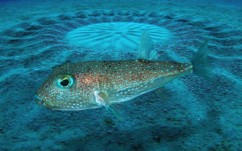 Japanese Pufferfish