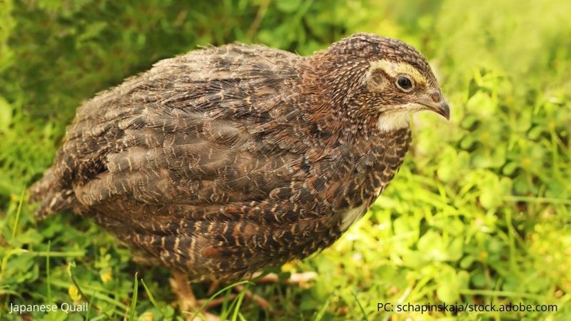 Japanese Quail