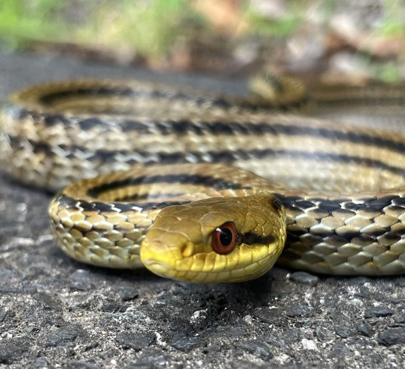 Japanese Rat Snake