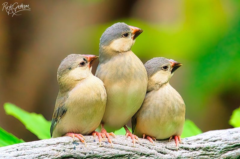 Java Sparrow