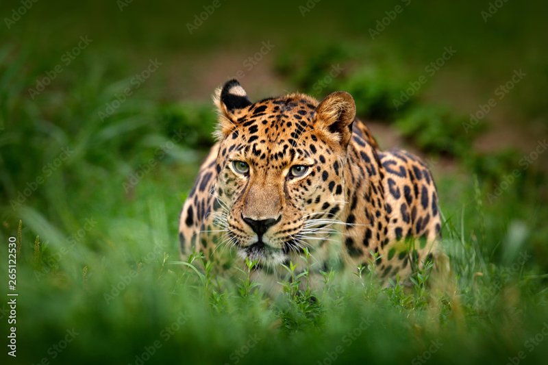 Javan Leopard